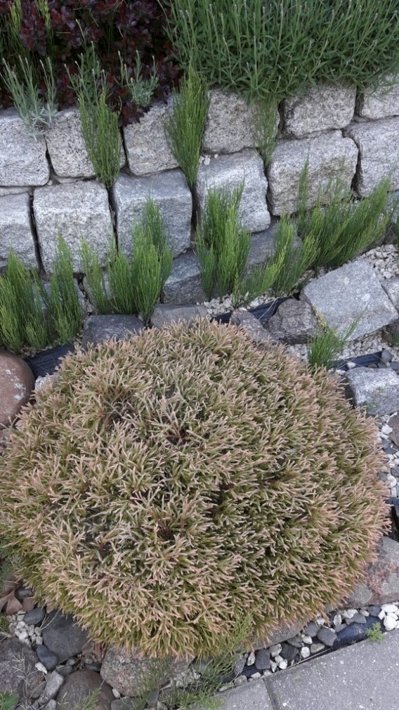 Thuja Golden Tuffet Thuja Golden Tuffet